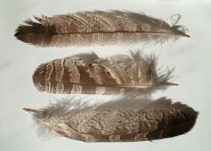 Great Grey Owl Feathers