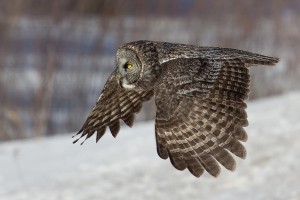 Great Grey Owl Flying