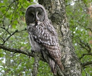Great Grey Owl Images