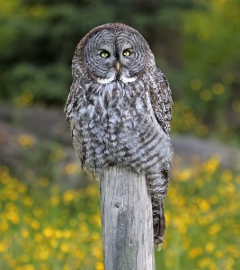 Great Grey Owl Photos