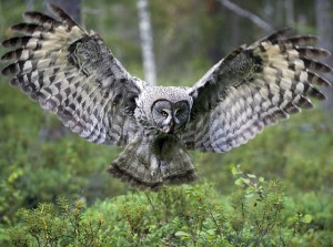 Great Grey Owl Pictures