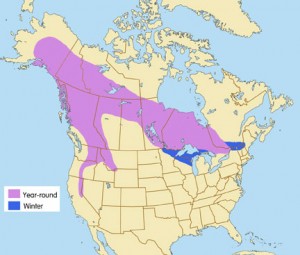 Great Grey Owl Range