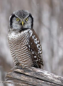 Hawk Owl