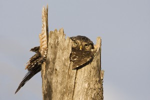 Hawk Owl Nest