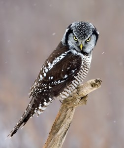 Hawk Owl Photos
