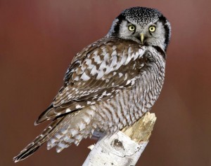 Hawk Owl Pictures