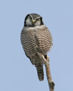 Hawk Owls