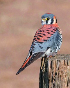North American Kestrel