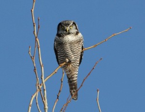Nothern Hawk Owl