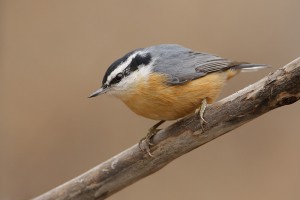 Red Breasted Nuthatch