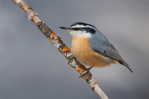 Red Breasted Nuthatch Bird