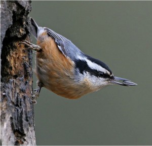 Red Breasted Nuthatch Pictures