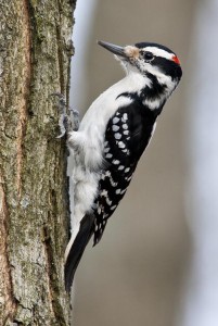 Hairy Woodpecker