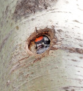 Hairy Woodpecker Baby