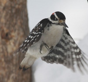 Hairy Woodpecker Flying