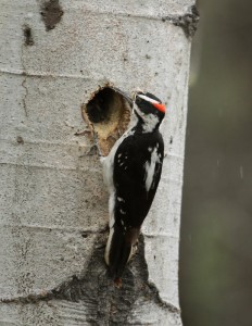 Hairy Woodpecker Nest