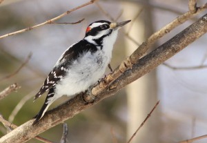 Hairy Woodpecker Photos