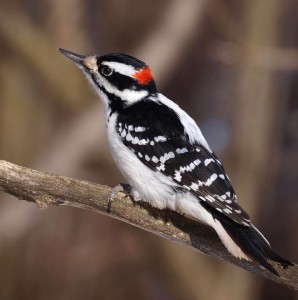 Hairy Woodpecker Pictures