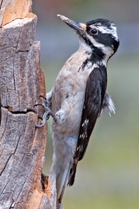 Hairy Woodpeckers