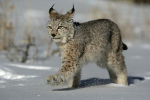 Baby Eurasian Lynx