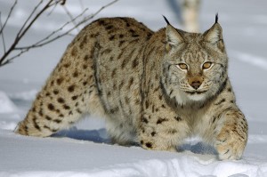 Eurasian Lynx Cat