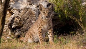 Eurasian Lynx Habitat