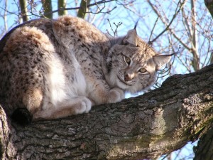 Eurasian Lynx Images