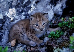 Eurasian Lynx Kitten