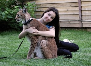 Eurasian Lynx Pet