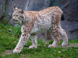Eurasian Lynx Photos
