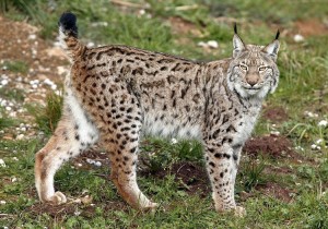 Eurasian Lynx Pictures