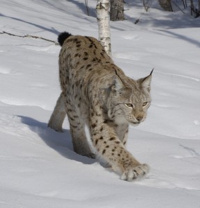 Eurasian Lynx Snow