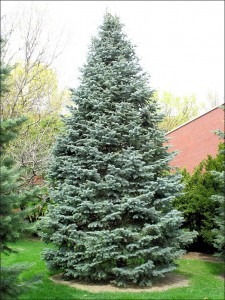 Concolor Fir