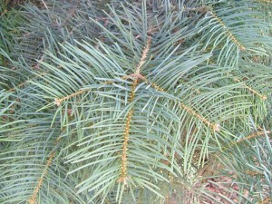 Concolor Fir Needles