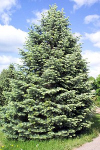 Concolor Fir Pictures
