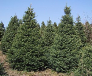 Concolor Fir Tree
