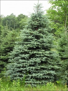 Concolor Fir Tree Pictures
