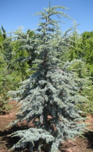 Atlas Blue Cedar
