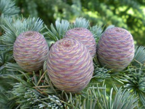 Atlas Cedar Cone