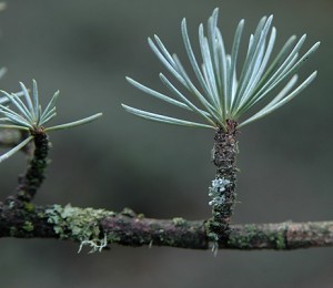 Atlas Cedar Needles
