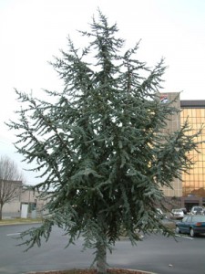 Atlas Cedar Pictures