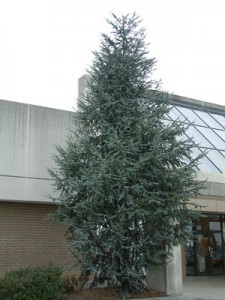 Atlas Cedar Tree