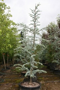 Blue Atlas Cedar