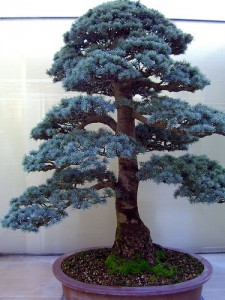 Blue Atlas Cedar Bonsai