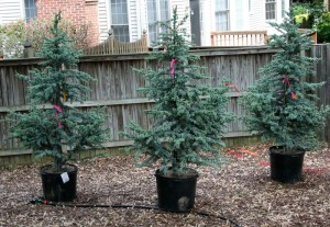 Blue Atlas Cedar Christmas Tree