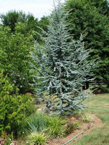 Blue Atlas Cedar Tree