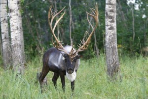 Caribou Woodland