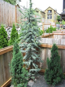 Dwarf Blue Atlas Cedar