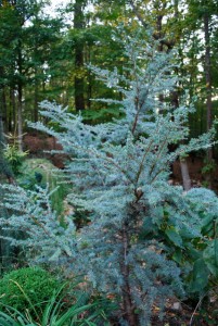 Horstmann Blue Atlas Cedar