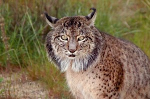 Iberian Lynx